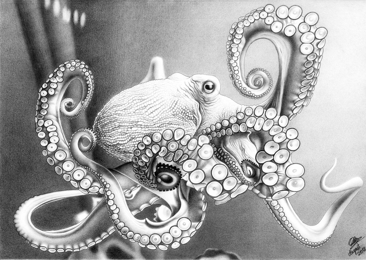 Black and white drawing of an octopus looking radiating intelligence at the viewer
