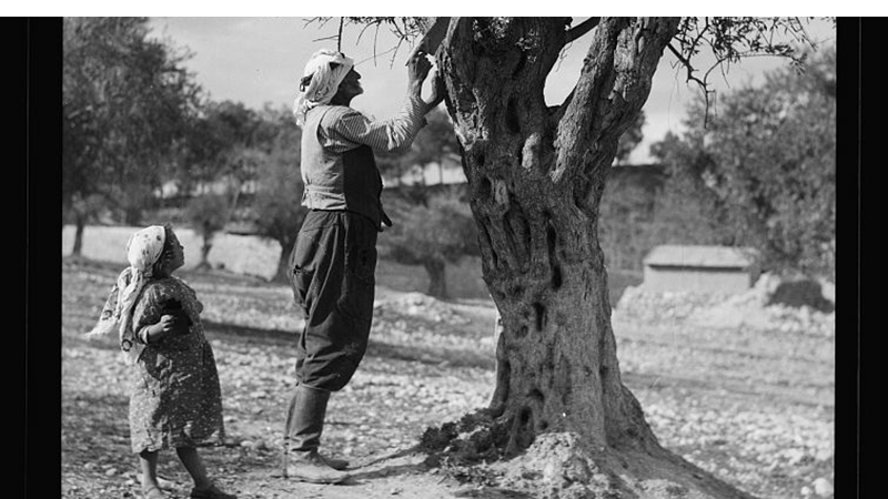 Two women trim an olive tree in 1934 Palestine