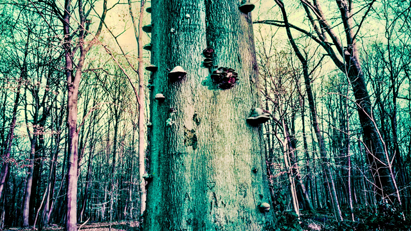 Aged tree with dramatic coloration.